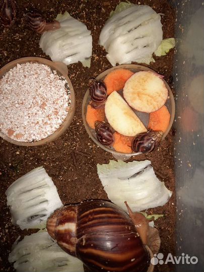 Улитки ахатины