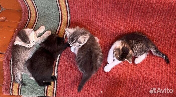 Котята в добрые руки