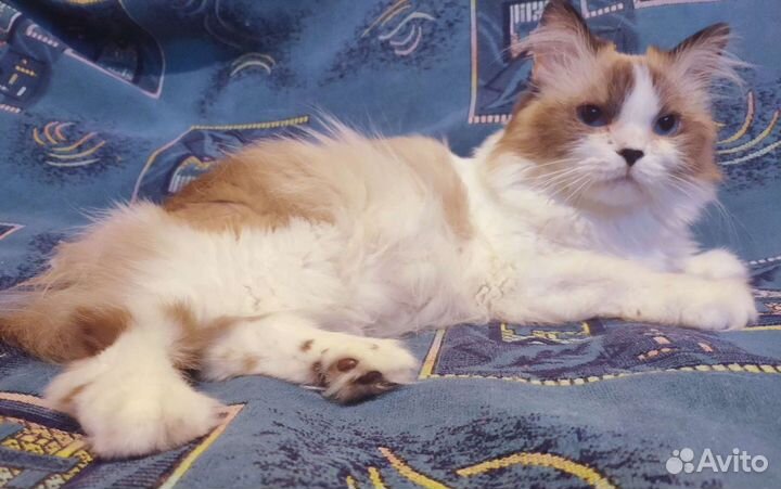 Кошка Сонечка