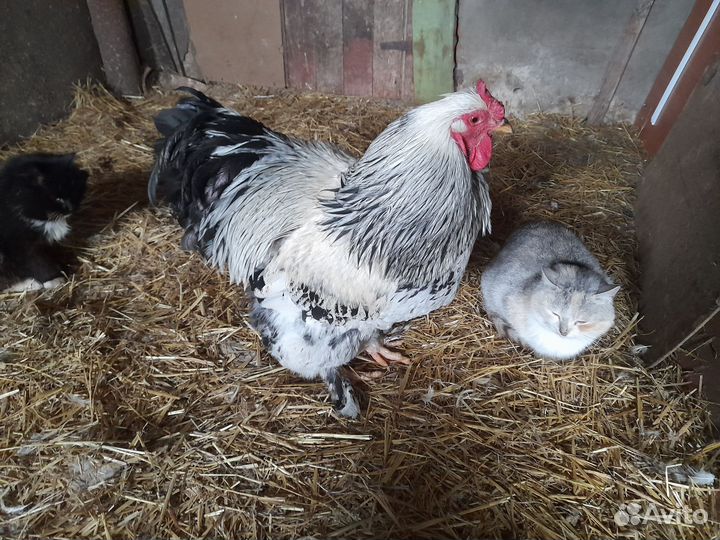 Молодые петушки