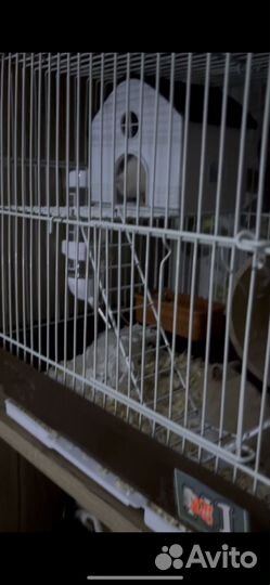 Отдам хомяка в добрые руки