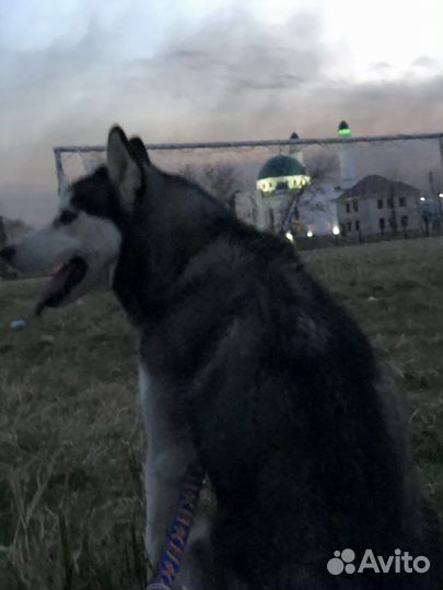 Отдам в добрые руки хаски