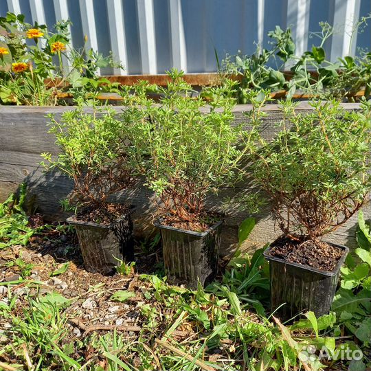 Лапчатка кустарниковая Танжерин