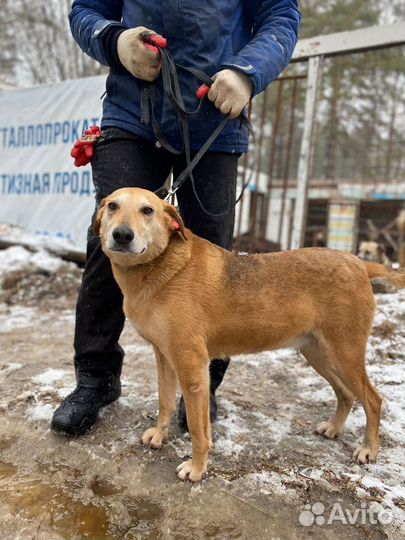 Собака в добрые руки