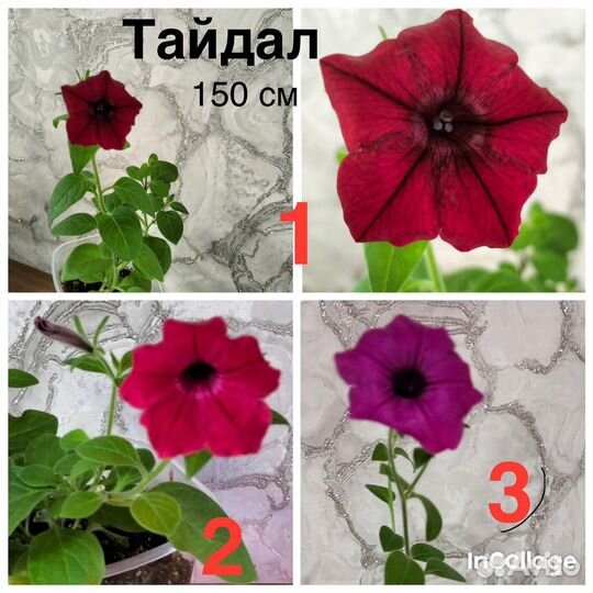 Рассада петуньи ампельной