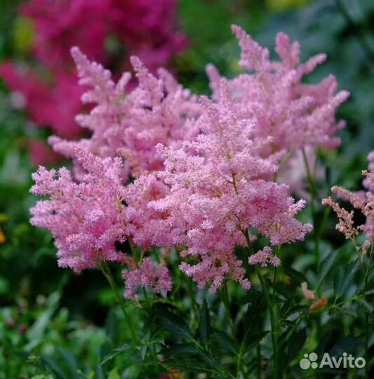 Продам садовые многолетние цветы