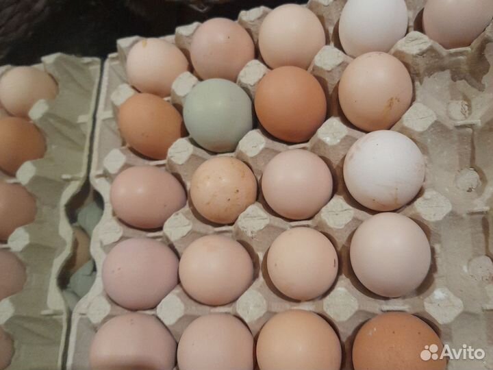 Домашние инкубационные куриные яйца