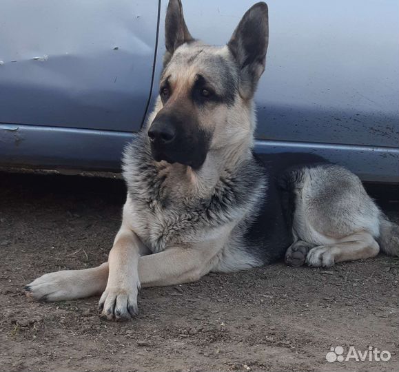 Вязка вео кобель
