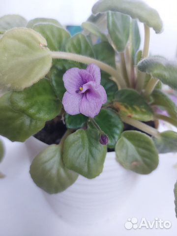 Фиалка сенполии