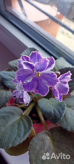 Фиалочки стартеры и детки