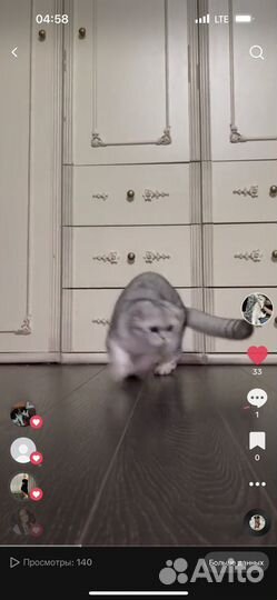 Шотландская серебристая шиншилла вислоухая