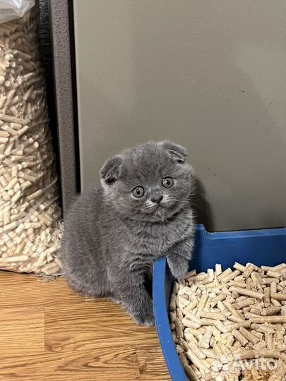 Шотландская девочка, красавица