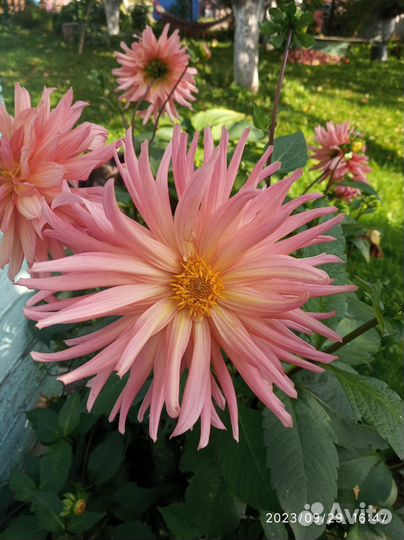 Георгины, Хоста