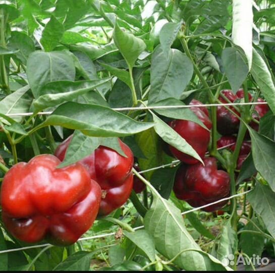 Перец Гогошары(ратунда)