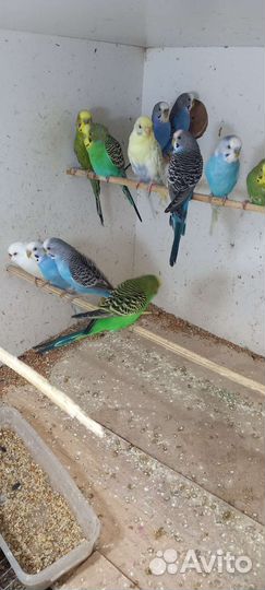 Волнистый попугай молодые оптом и розницу