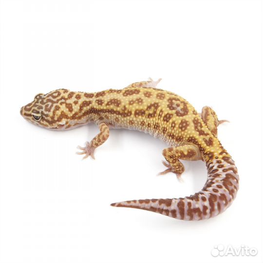 Пятнистый леопардовый эублефар Mack snow TA jungle