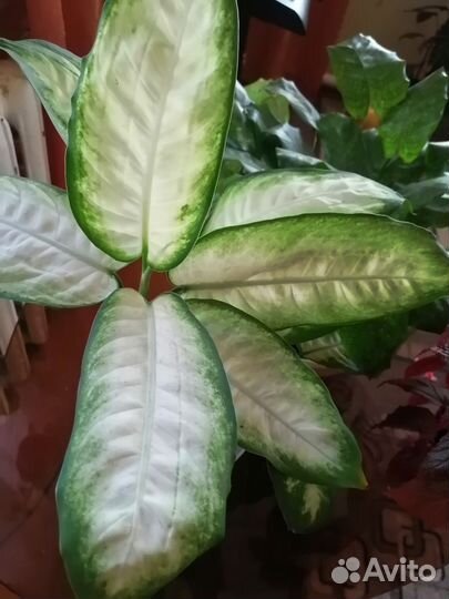 Традесканция, сингониум, бегонии