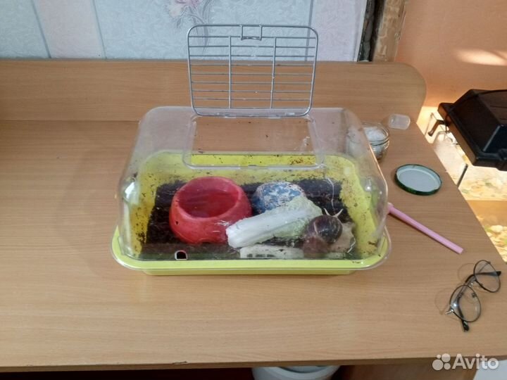 Улитки ахатины бесплатно