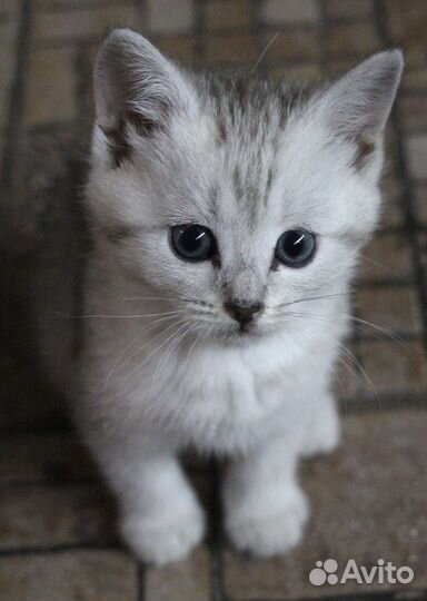 Британские котята