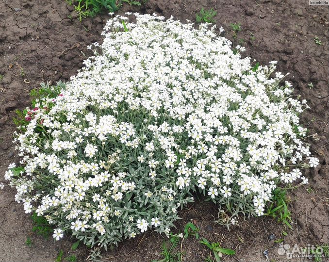 Церастиум почвопокровник