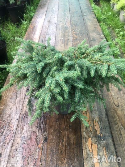 Ель мариана Нана