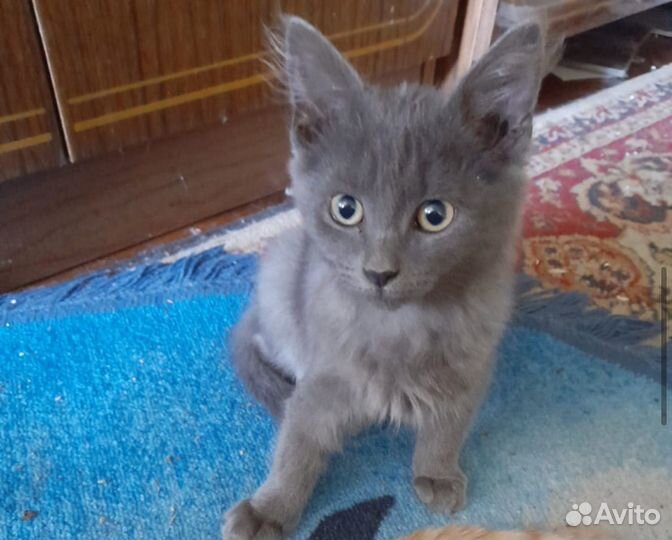 Ласковые котята