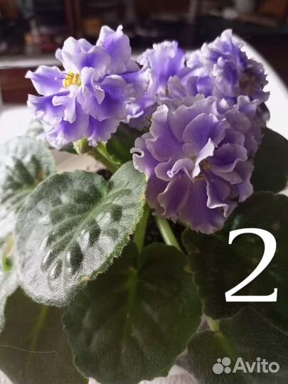 Фиалки - укоренённые листики