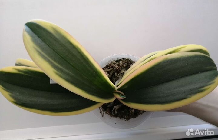 Орхидея фаленопсис