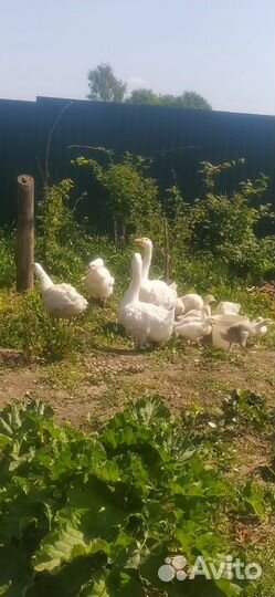 Гусаки (Гуси курчавые,ленточные)