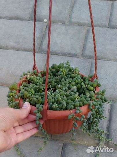 Оттона Герейна, хавортия