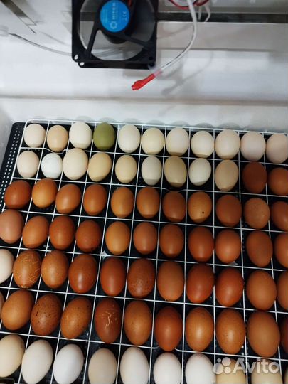 Цыплята петушки породистые