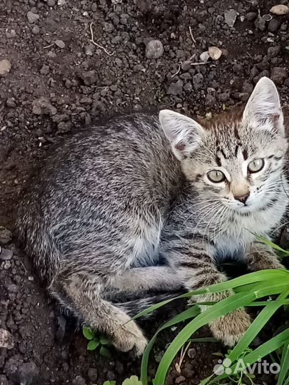 Кошечка 3 мес