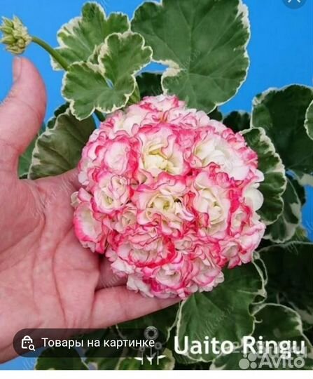 Plum desert. Uiato ringu пеларгонии