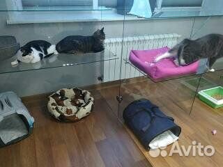 Оборудование гостиницы для животных