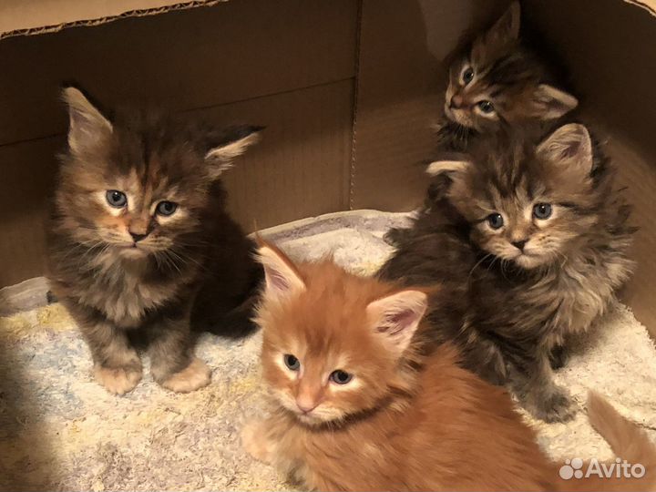 Мейн-кун котята