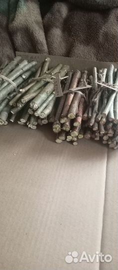 Веточки для Анастасии