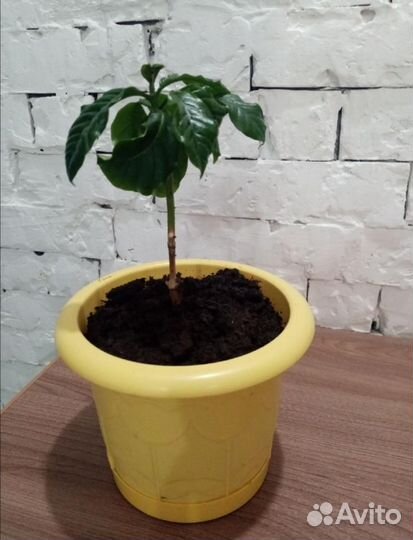 Кофе арабика растение