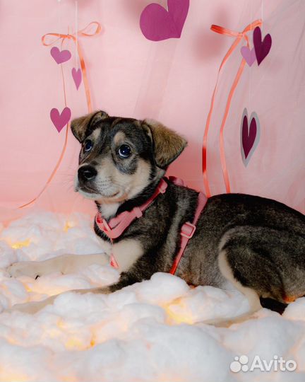 Щенок в добрые руки / Лея