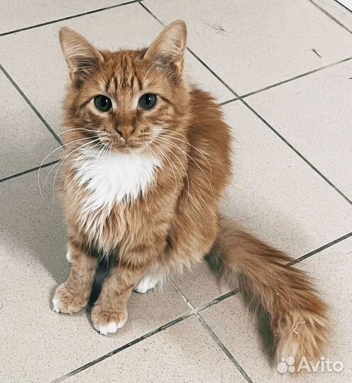 Котенок