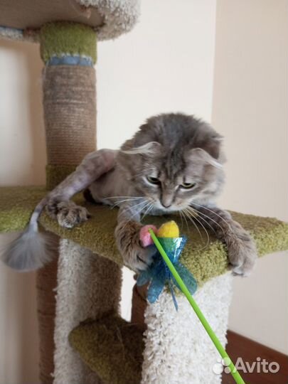 Мурчелло ищет друга