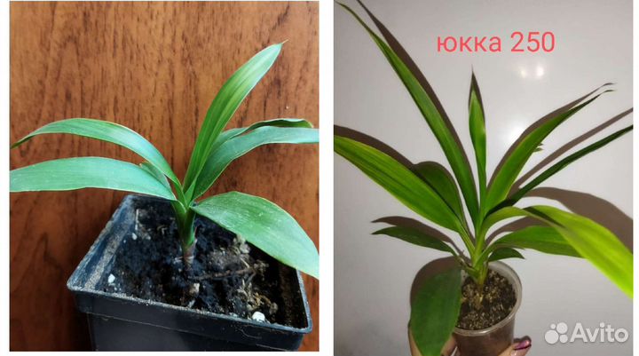 Фикус, пальмы, юкка, драцены