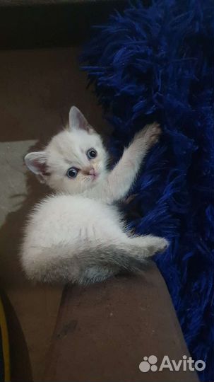 Котята шотландцы