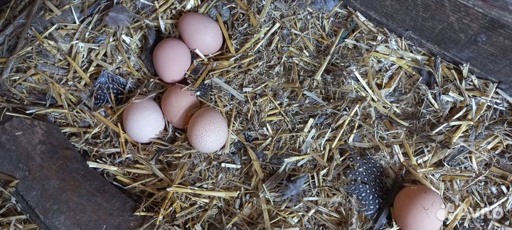 Инкубационные яйца цесарок