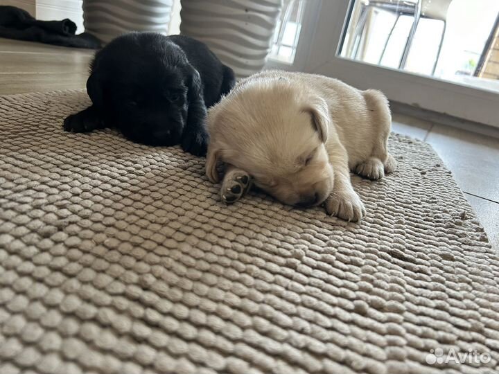 Щенки лабрадора