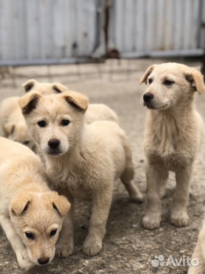 Щенки в добрые руки