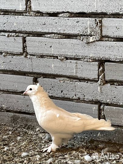 Ленинаканские голуби