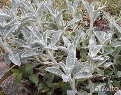 Многолетние садовые растения