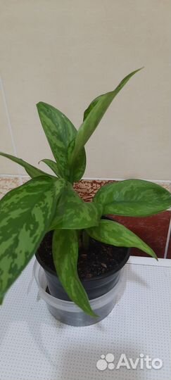 Аглаонемы, филодендрон