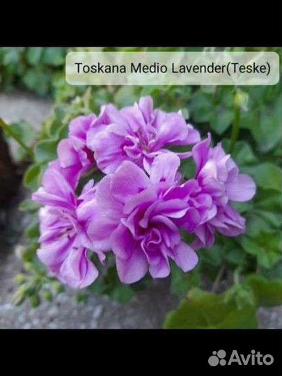 Герань пеларгония плющелистная