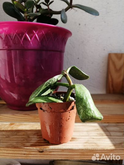 Крассула толстянка(денежное дерево)